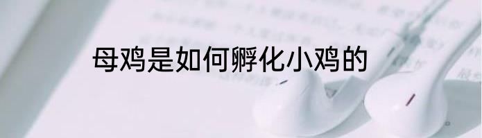 母鸡是如何孵化小鸡的