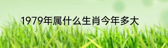 1979年属什么生肖今年多大
