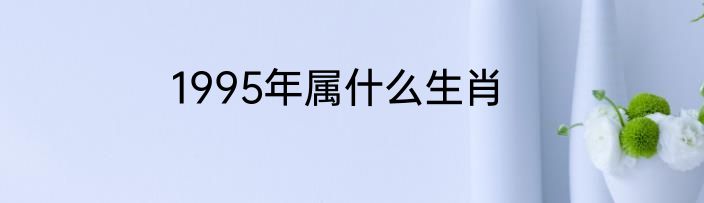 1995年属什么生肖