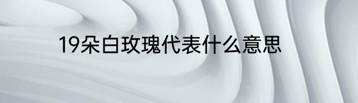 19朵白玫瑰代表什么意思
