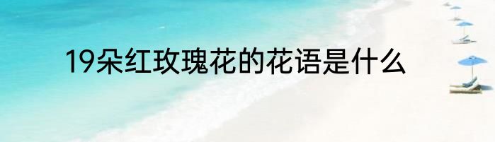 19朵红玫瑰花的花语是什么