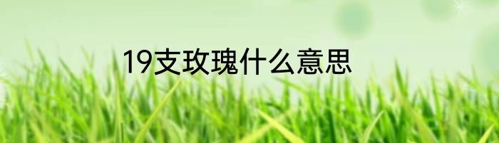 19支玫瑰什么意思