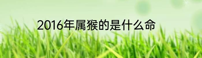 2016年属猴的是什么命