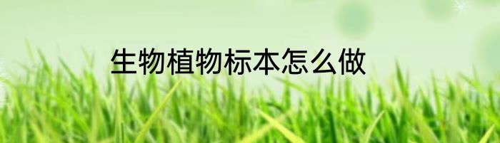生物植物标本怎么做