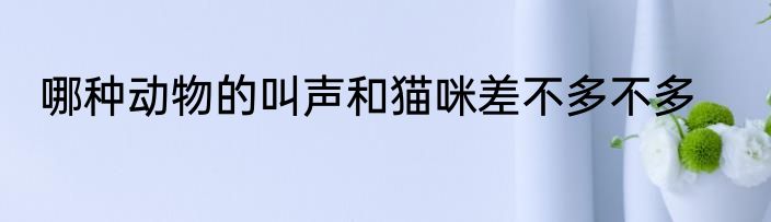 哪种动物的叫声和猫咪差不多不多