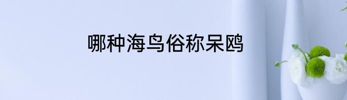 哪种海鸟俗称呆鸥