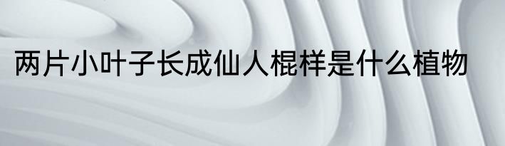 两片小叶子长成仙人棍样是什么植物