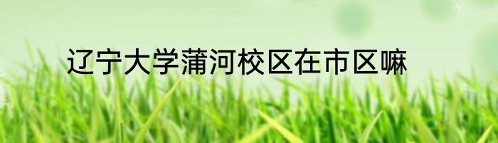 辽宁大学蒲河校区在市区嘛