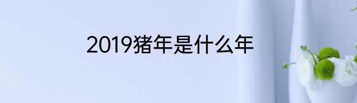 2019猪年是什么年