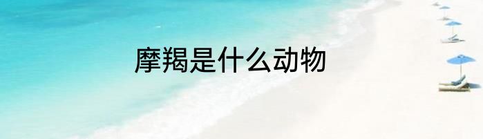 摩羯是什么动物