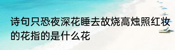 诗句只恐夜深花睡去故烧高烛照红妆的花指的是什么花