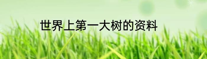 世界上第一大树的资料