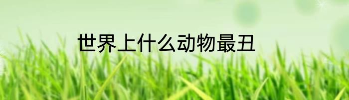 世界上什么动物最丑