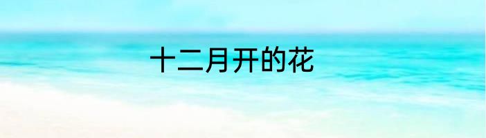十二月开的花