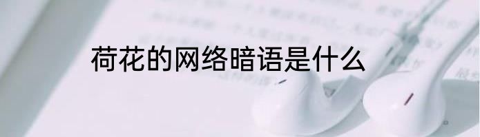 荷花的网络暗语是什么