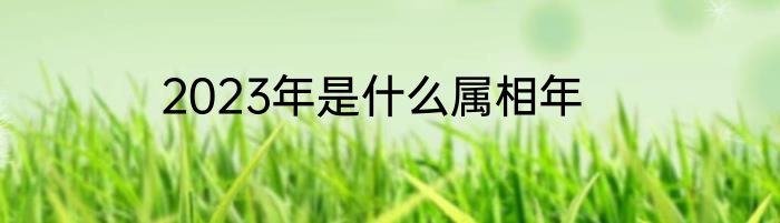 2023年是什么属相年