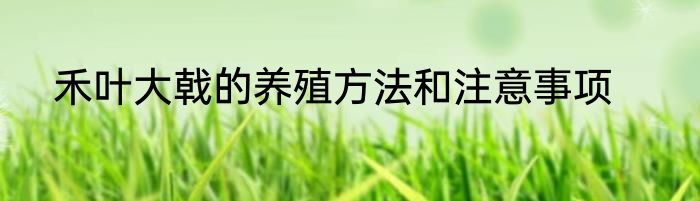 禾叶大戟的养殖方法和注意事项