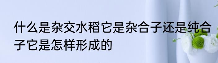 什么是杂交水稻它是杂合子还是纯合子它是怎样形成的