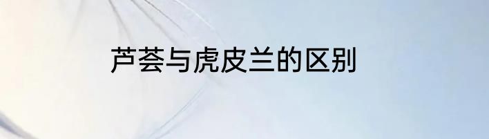 芦荟与虎皮兰的区别