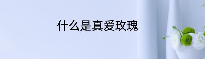 什么是真爱玫瑰
