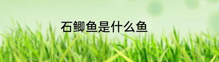 石鲫鱼是什么鱼