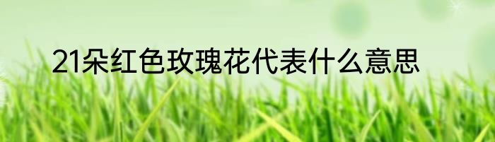 21朵红色玫瑰花代表什么意思