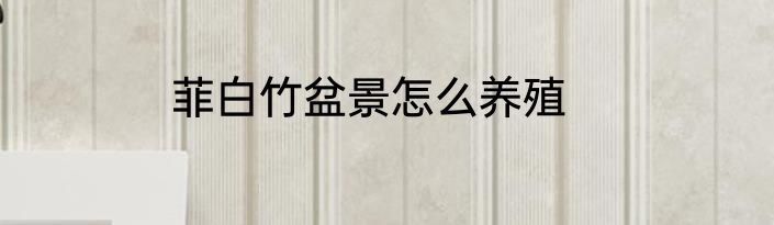 菲白竹盆景怎么养殖