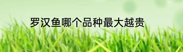 罗汉鱼哪个品种最大越贵