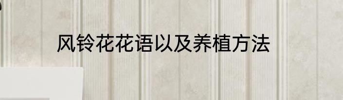 风铃花花语以及养植方法