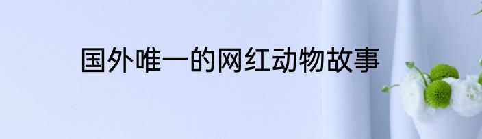 国外唯一的网红动物故事