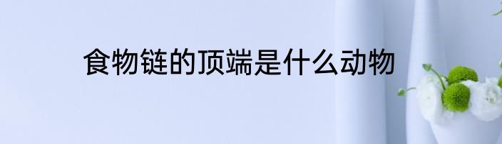 食物链的顶端是什么动物