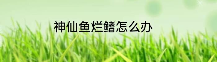 神仙鱼烂鳍怎么办
