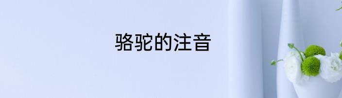 骆驼的注音