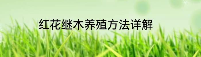 红花继木养殖方法详解