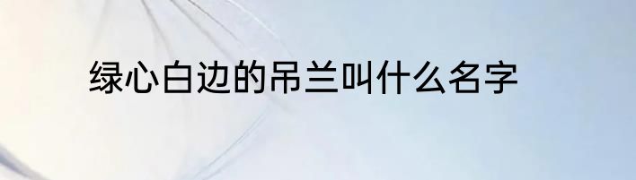 绿心白边的吊兰叫什么名字