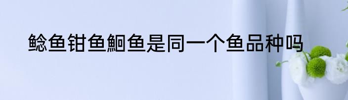 鲶鱼钳鱼鮰鱼是同一个鱼品种吗