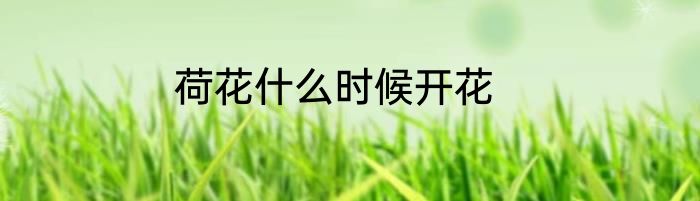 荷花什么时候开花