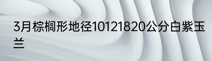 3月棕榈形地径10121820公分白紫玉兰