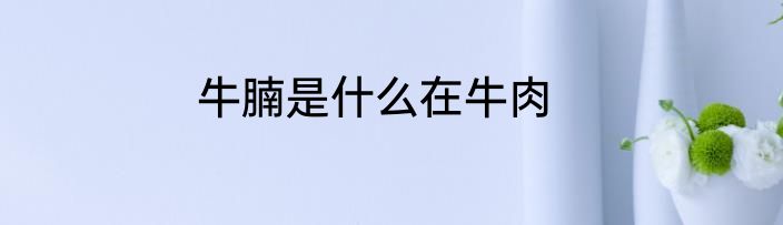 牛腩是什么在牛肉