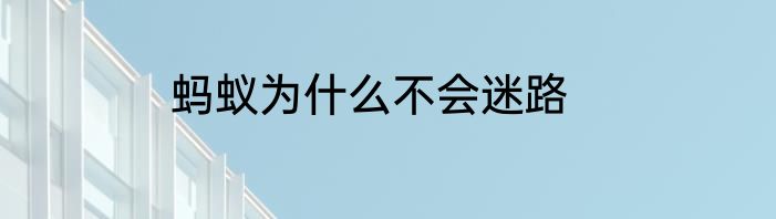 蚂蚁为什么不会迷路
