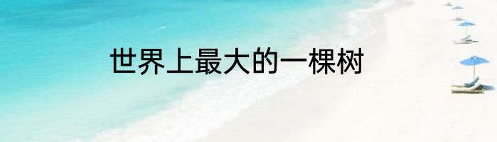 世界上最大的一棵树
