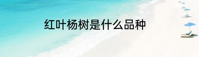红叶杨树是什么品种