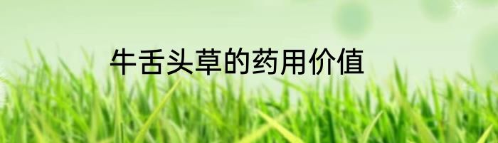 牛舌头草的药用价值