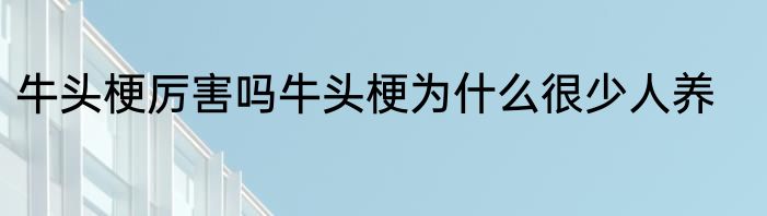 牛头梗厉害吗牛头梗为什么很少人养