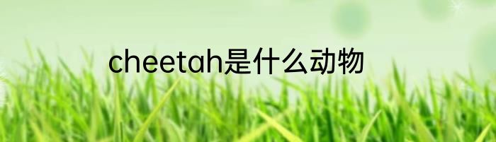 cheetah是什么动物
