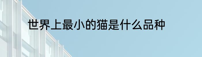 世界上最小的猫是什么品种