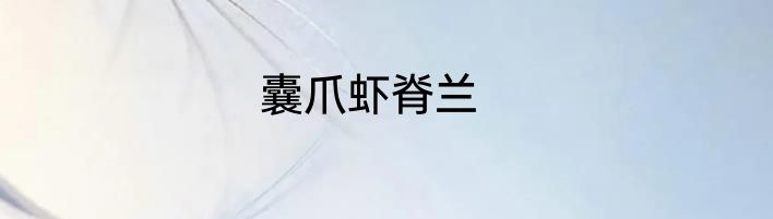 囊爪虾脊兰