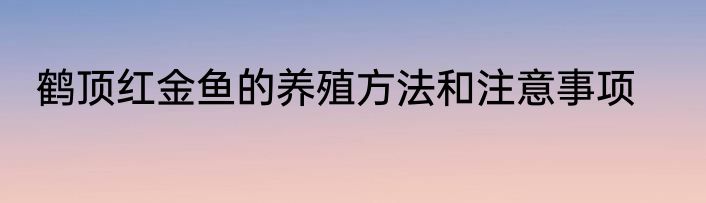鹤顶红金鱼的养殖方法和注意事项
