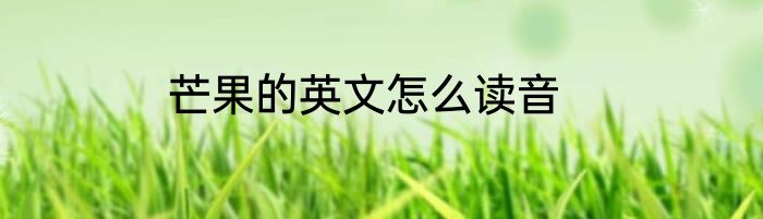 芒果的英文怎么读音