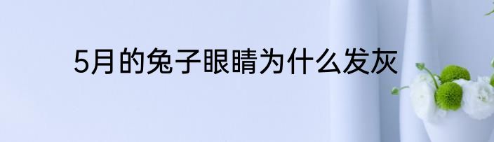 5月的兔子眼睛为什么发灰